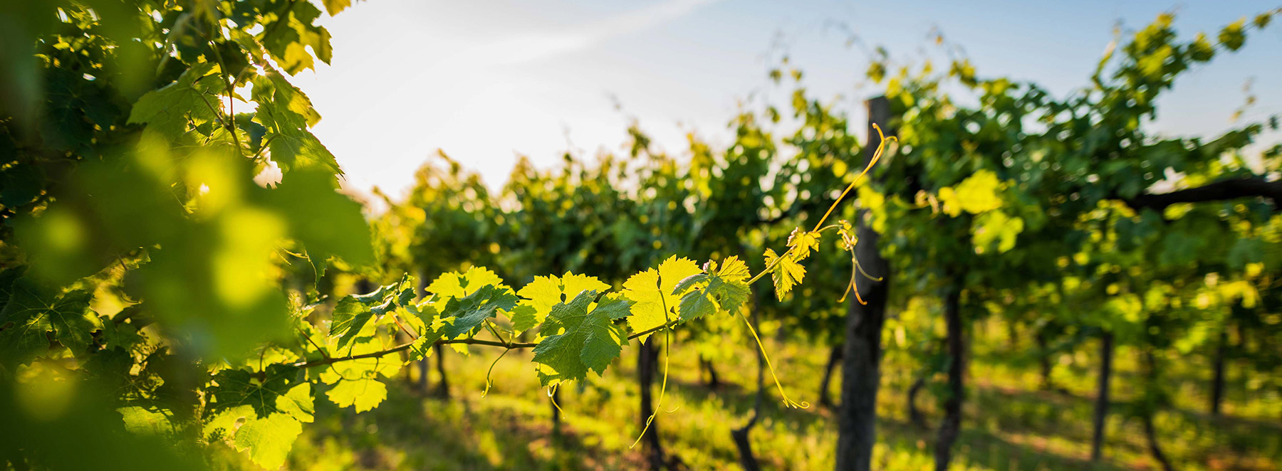 Terra Vitis